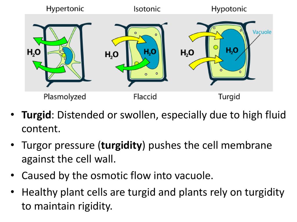 Turgid: Distended or swollen, especially due to high fluid content. - ppt  download