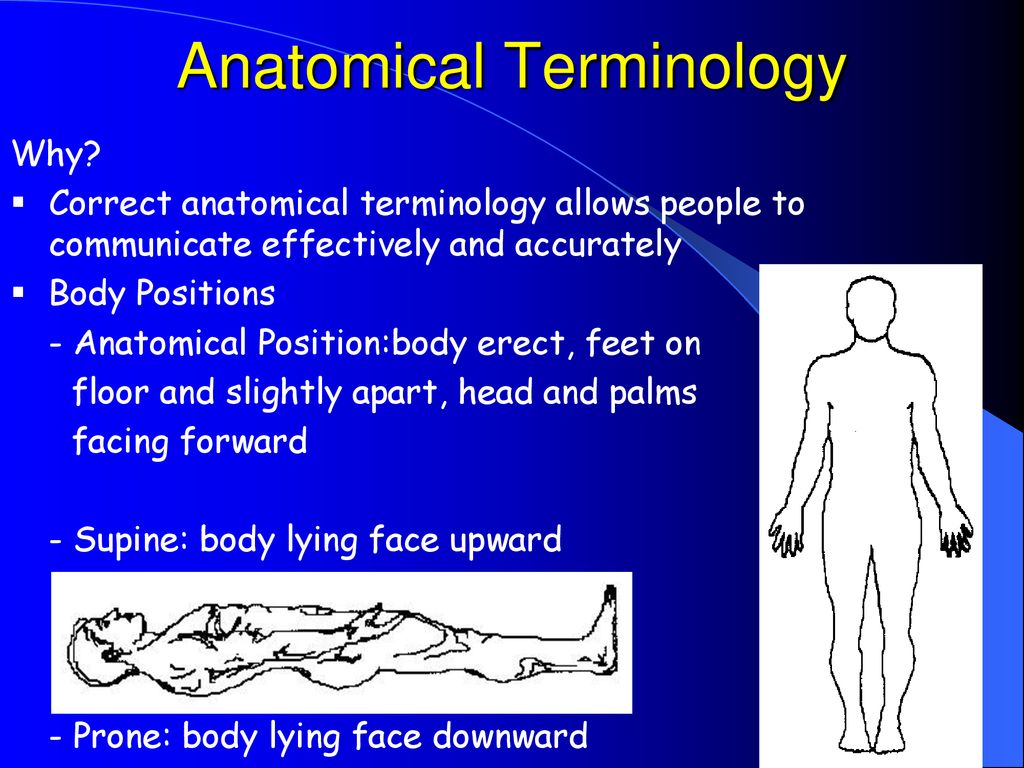 Anatomical Terminology  Anatomy and Physiology I