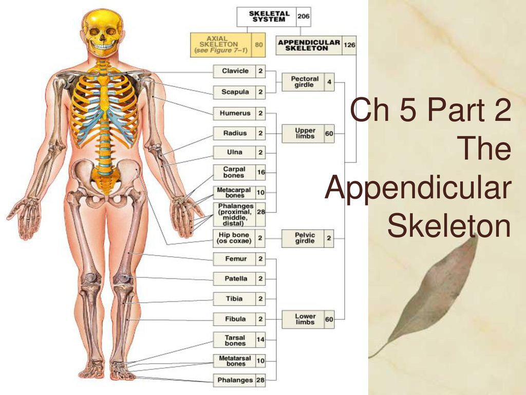 is the sacrum part of the appendicular skeleton