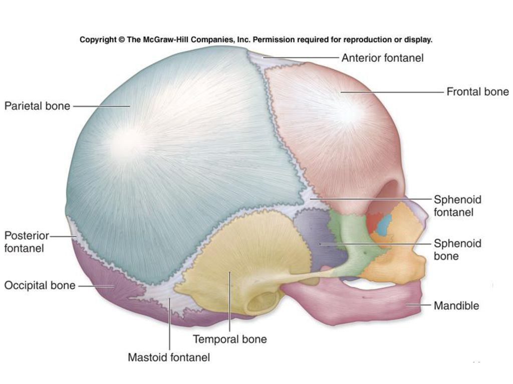 Роднички плода. Роднички черепа новорожденного. Роднички новорожденного анатомия черепа. Кости черепа новорожденного. Череп человека анатомия роднички.