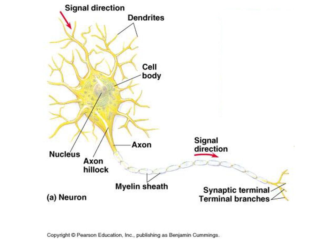 Nervous System Ap Biology Ppt Download