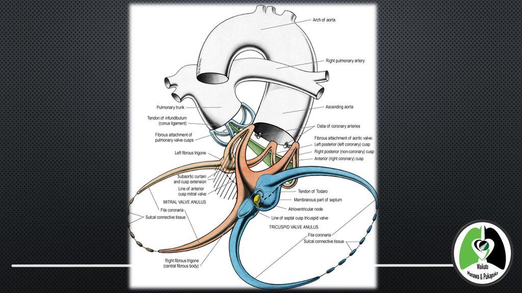 Mitral Valve Structure & Function - ppt download