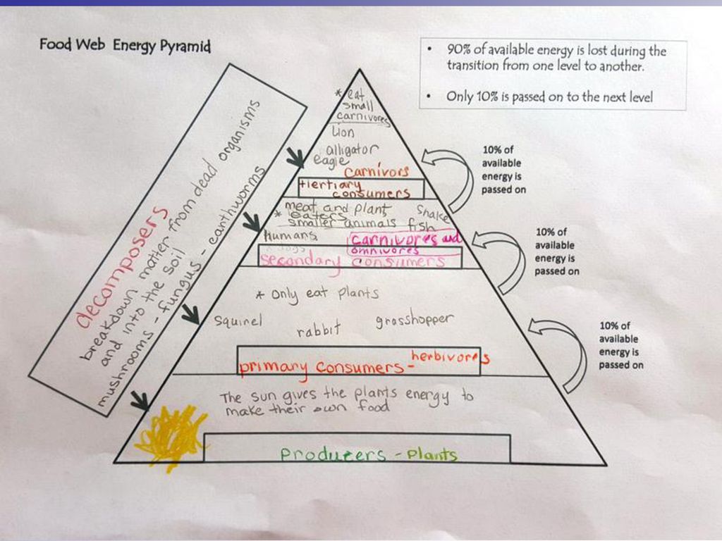 Ecology Ecology is the study of how living things interact in an ... Biology Diagrams