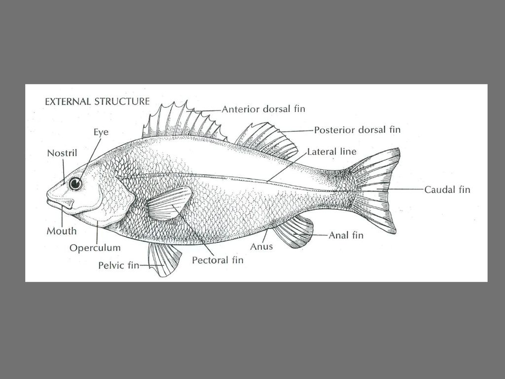 Perch Dissection Each Checkpoint Is Counted As Ppt Download