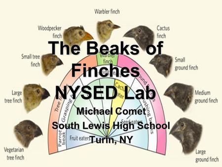 The Beaks of Finches NYSED Lab