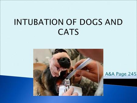 INTUBATION OF DOGS AND CATS