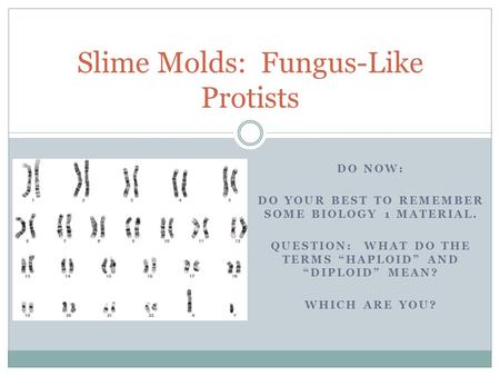 DO NOW: DO YOUR BEST TO REMEMBER SOME BIOLOGY 1 MATERIAL. QUESTION: WHAT DO THE TERMS “HAPLOID” AND “DIPLOID” MEAN? WHICH ARE YOU? Slime Molds: Fungus-Like.