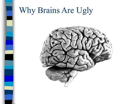 Why Brains Are Ugly. Let’s face it... brains are ugly and complicated looking.