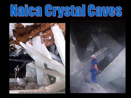 The largest natural crystals on Earth have been discovered in two caves within a silver and zinc mine near Naica, in Chihuahua, Mexico, according to.