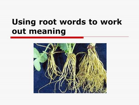 Using root words to work out meaning. Instructions  Get out your vocabulary books  Turn to the back  Write the title ‘ Roots Words ’  ….then write.