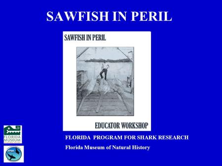 SAWFISH IN PERIL FLORIDA PROGRAM FOR SHARK RESEARCH Florida Museum of Natural History.