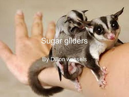 Sugar gliders By Dillon wessels.