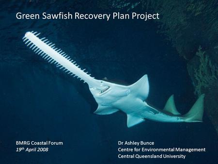 BMRG Coastal Forum 19 th April 2008 Green Sawfish Recovery Plan Project Dr Ashley Bunce Centre for Environmental Management Central Queensland University.