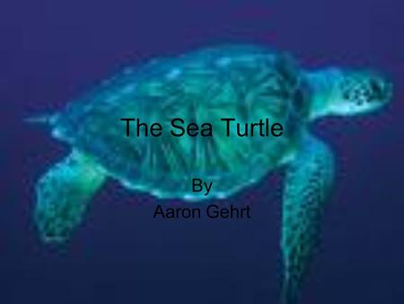 The Sea Turtle By Aaron Gehrt.