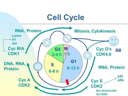 G1 Cell Cycle Eric Niederhoffer SIU-SOM G0 6-8 h DNA, RNA, Protein 3-4 h RNA, Protein 1 h Mitosis, Cytokinesis S G2 Cyc D’s CDK4,6 Cyc B/A CDK1 Cyc A CDK2.