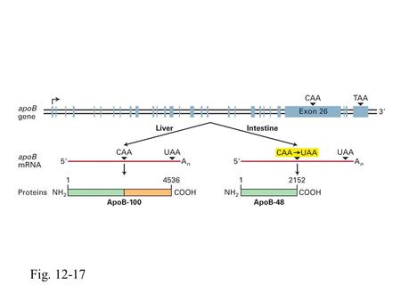 Fig. 12-17. Fig. 2-15 Deamination U1snRNP U2snRNP Phosphorylated CTD Pol II { Cross-exon recognition complex.