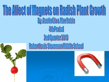 Testable question: Will a radish plant grow towards a magnet? Hypothesis: If we put a magnet next to a radish plant the radish will grow towards the magnet.