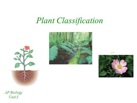 Plant Classification AP Biology Unit 5 Plant Diversity All plants are thought to have evolved from ancestral green algae Within the plant kingdom, there.