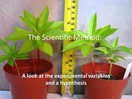 The Scientific Method: