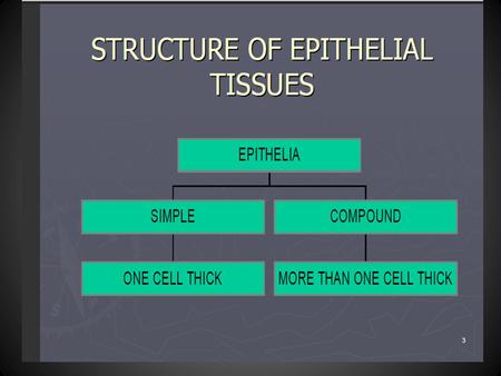 1 Structure of Epithelial Tissues ONE CELL THICK SIMPLE MORE THAN ONE CELL THICK COMPOUND EPITHELIA.