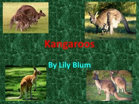 By Lily Blum Kangaroos. Table of Contents Habitat Sweet Habitat…………..page 2 Eye of the Tiger…………….page 4 Kangarooistics……………page 6 The Circle of Life………..page.