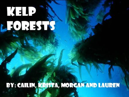 Kelp Forests By: Cailin, Krista, Morgan and Lauren.