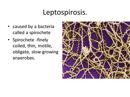 Leptospirosis. caused by a bacteria called a spirochete Spirochete -finely coiled, thin, motile, obligate, slow-growing anaerobes.