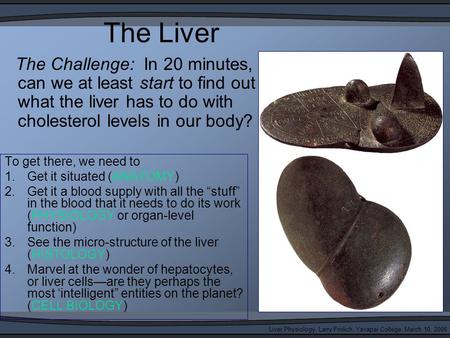 Liver Physiology, Larry Frolich, Yavapai College, March 10, 2006 The Liver To get there, we need to 1.Get it situated (ANATOMY) 2.Get it a blood supply.