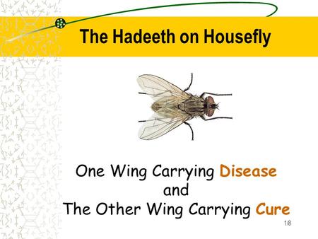 1/8 The Hadeeth on Housefly One Wing Carrying Disease and The Other Wing Carrying Cure.