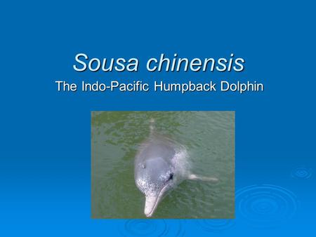 Sousa chinensis The Indo-Pacific Humpback Dolphin.