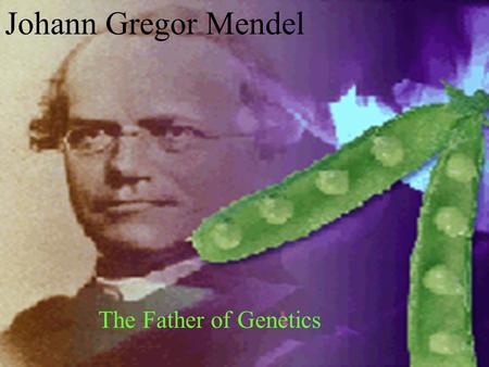 Johann Gregor Mendel The Father of Genetics. Early Life Born July 22, 1822 In Heinzendorf, Austrian Silesia Now Hyncice, Czech Republic Cobbler’s son.