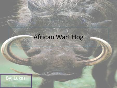 African Wart Hog By; Lukas. African wart Hog Why I chose My Animal? I chose my animal because it looked cool.