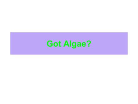 Got Algae?. Algae What do these items all have in common?