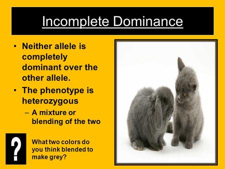 Incomplete Dominance Neither allele is completely dominant over the other allele. The phenotype is heterozygous A mixture or blending of the two What two.