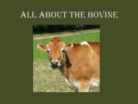 - Parts of the Cow - Bovine Vocabulary - Love Me Tender - The Carnivore Kitchen - Beyond The Cow (Milk and Cheese)