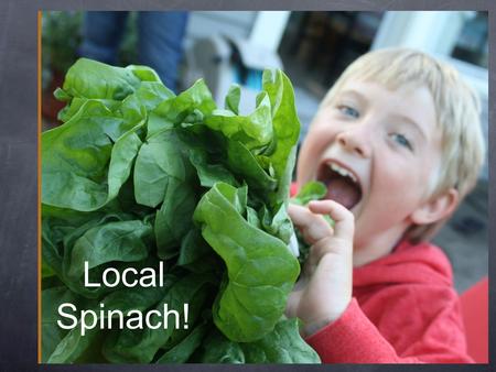 Local Spinach!. Spinach: a cool weather crop We can have fresh, local spinach in May in Whatcom County because it grows here all winter long. That’s handy!