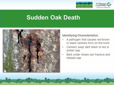 Sudden Oak Death Identifying Characteristics: