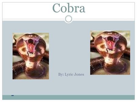Cobra By: Lyric Jones What It Looks Like IT HAS A HOOD ON THE BACK OF IT’S HEAD. IT’S HOOD IS BIG AND MAKES THE COBRA LOOK SCARY TO ITS ENEMY. ITS SKIN.