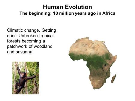 Human Evolution The beginning: 10 million years ago in Africa Climatic change. Getting drier. Unbroken tropical forests becoming a patchwork of woodland.