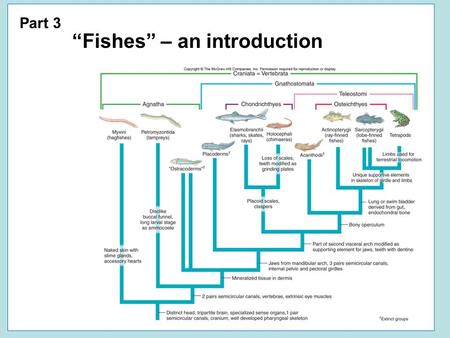 Part 3 “Fishes” – an introduction. “Fishes” Vertebrata.