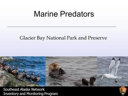 Southeast Alaska Network Inventory and Monitoring Program Marine Predators Glacier Bay National Park and Preserve.