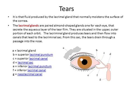 Tears It is that fluid produced by the lacrimal gland that normally moistens the surface of the cornea. The lacrimal glands are paired almond-shaped glands.