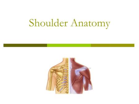 Shoulder Anatomy.