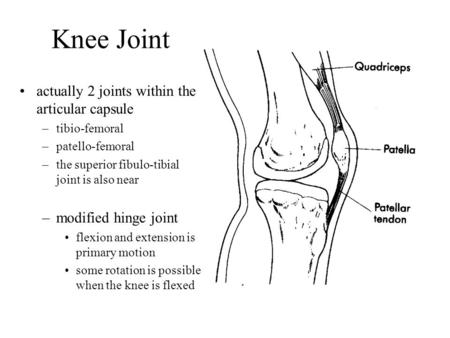 Knee Joint actually 2 joints within the articular capsule