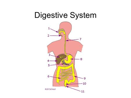 Digestive System 1 Function: Break down food into small molecules so it can be absorbed and moved by the blood which delivers it to your cells for energy.