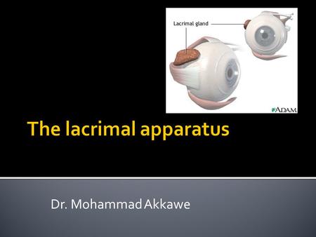 Dr. Mohammad Akkawe.  The lacrimal glands are paired almond- shaped glands, one for each eye, that secrete the aqueous layer of the tear film.  They.