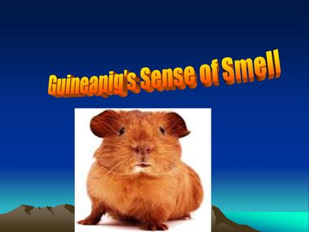 Guineapigs in the wild would be hunted by dogs and other predators. They can smell these animals from many metres away and so they can run and hide. Mrs.