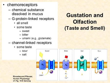 Gustation and Olfaction (Taste and Smell) chemoreceptors –chemical substance dissolved in mucus –G-protein-linked receptors all smell some taste –sweet.