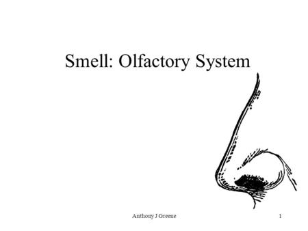 Anthony J Greene1 Smell: Olfactory System. Anthony J Greene2 Olfactory Senses Taste and smell go hand-in-hand Plugging your nose and eating is not the.