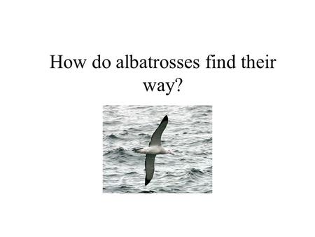 How do albatrosses find their way?. Question Albatrosses usually breed on small islands and spend much time flying over open ocean in search for food.